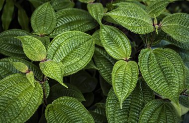 Soyut yeşil tropikal yaprak dokusu, doğa koyu ton arkaplan, tropikal yaprak