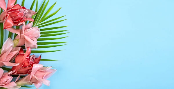 Mavi Zemin Üzerinde Kırmızı Pembe Tropikal Çiçek Meşalesi Etlingera Elatior — Stok fotoğraf