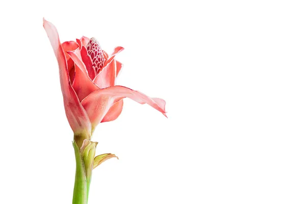 Tropical flower red torch ginger or Etlingera elatio , isolated on white background, copy space — Stock Photo, Image