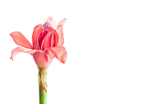 Tropische Rode Fakkel Gember Etlingera Elatior Zingiberaceae Geïsoleerd Witte Achtergrond — Stockfoto