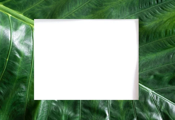 Summer Tropical Green Leave Background Blank White Free Space Top Royalty Free Stock Photos