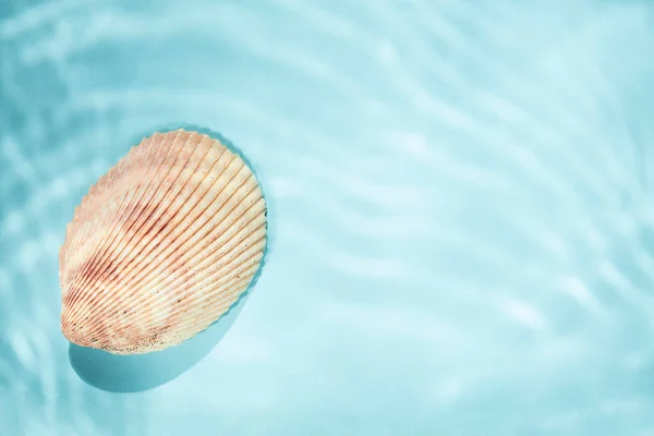 Single sea shell op blauwe achtergrond met onderwater gescheurde schaduwen, bovenaanzicht, kopieerruimte — Stockfoto