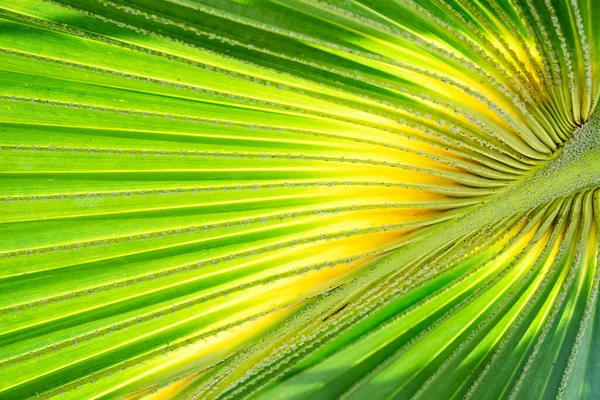 Green and yellow Palm tree leaf close up, background — Stock Photo, Image