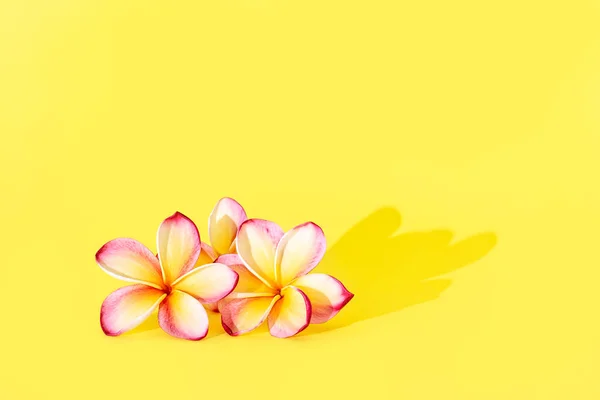 コピースペースと黄色の背景にFrangipani, Plumiera, Frangipanni花 — ストック写真