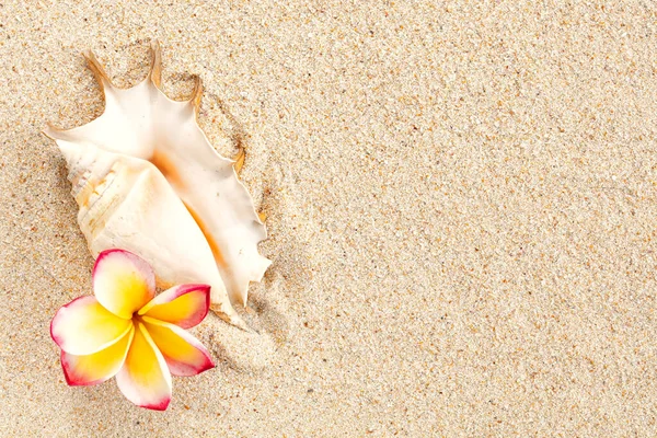 Singola conchiglia e rosa e giallo frangipani fiore su sfondo sabbia con spazio copia, vista dall'alto — Foto Stock