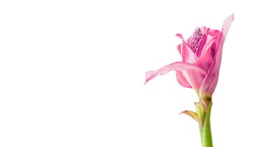 Tropik çiçek pembe meşale kızıl (Etlingera elatior veya zingiberaceae), kopya alanı ile beyaz arkaplanda izole edilmiştir. 