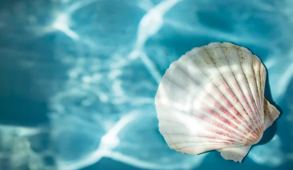 Weiße Muschel Auf Blauem Hintergrund Mit Zerrissenen Schatten Unter Wasser — Stockfoto
