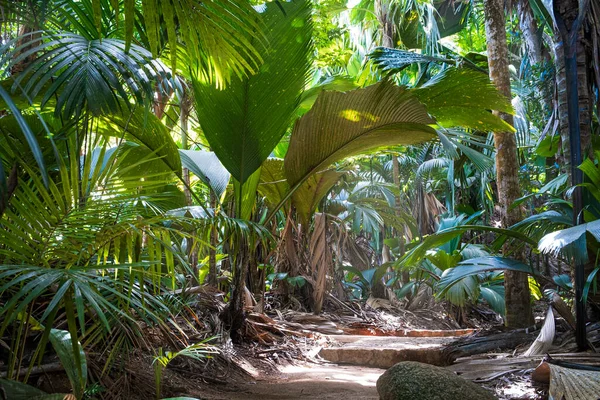 热带雨林的小径 塞舌尔Praslin岛Vallee Mai棕榈林 May Valley 民族自豪感 图库图片