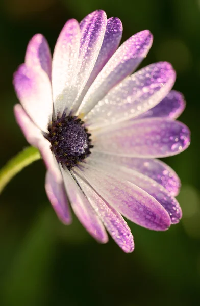 Růžová Gerbera sedmikrásky makro s kapičky vody na plátky. extr — Stock fotografie