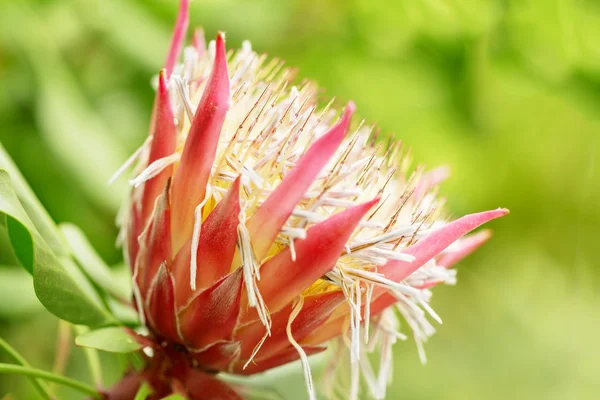 Protea cynaroides, également connu sous le nom commun — Photo