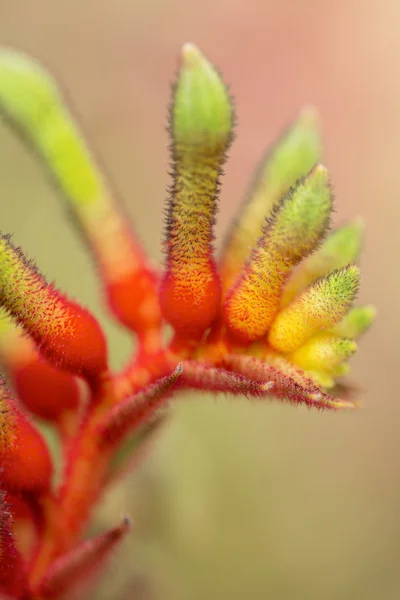 Anigozanthos manglesii flor, nombre común mangles pata de canguro — Foto de Stock