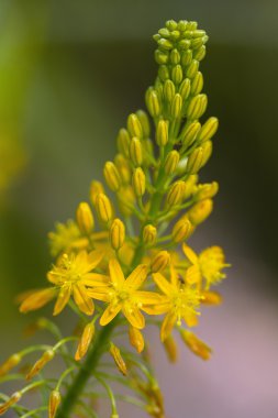 S. African plant Bulbine natalensis  also known with common name clipart