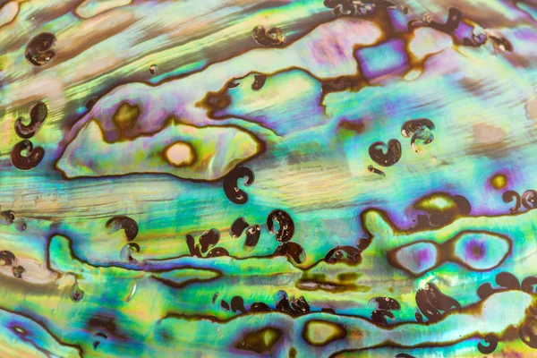 Achtergrond van blauwe, groene en paarse abalone pearl shel close-up — Stockfoto