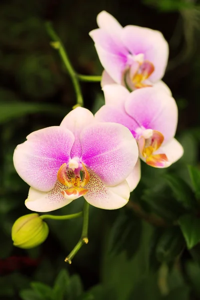 Amarelo e rosa bela orquídea Ascocentrum miniatum — Fotografia de Stock