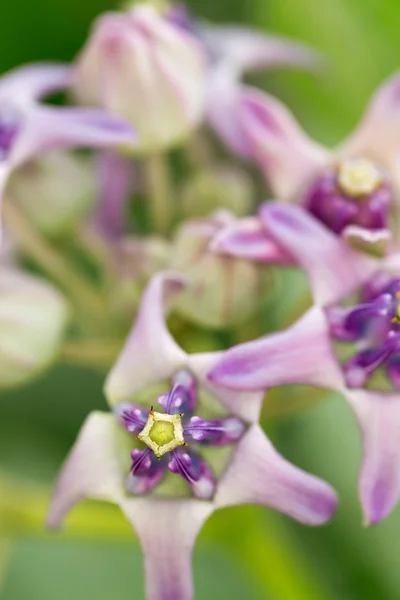 Calotropis gigamtea, nom commun : Crown flower, asclépiade géante , — Photo