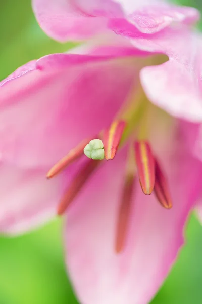 Pink flower, macro — Stock Photo, Image