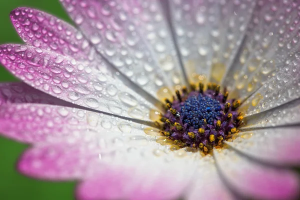 Rosa gerber daisy makro med vattendroppar på kronbladen. extr — Stockfoto