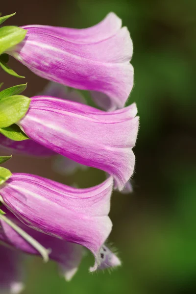 Foxglove, fleur de cloche violette — Photo