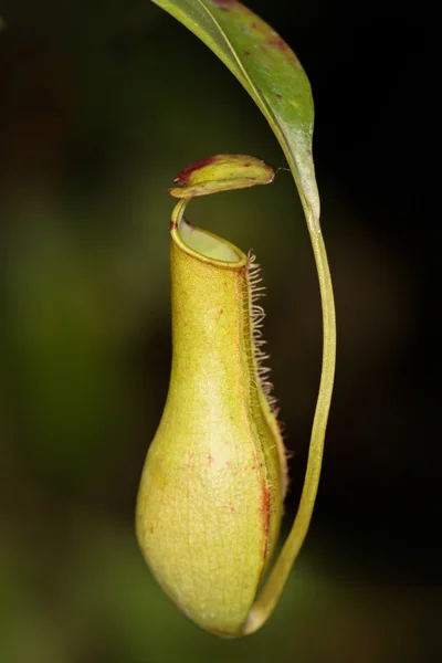 A planta Nepenthes ou copo de macaco também conhecido como plano de comer carne — Fotografia de Stock