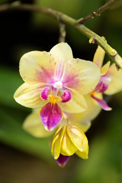 黄色和粉红色美丽的兰花鸟舌兰属 miniatum — 图库照片