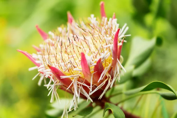 Protea cynaroides, également connu sous le nom commun — Photo