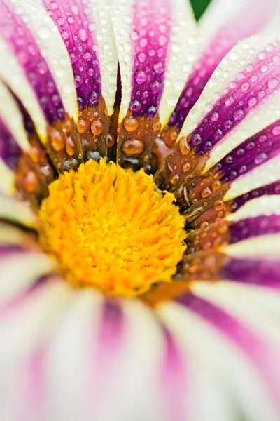 Pink and white Tiger Striped Gazania flower, macro — Stockfoto