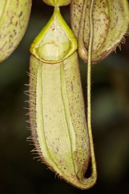 Nepenthes veya maymun Kupası bitki olarak da bilinen et yemek planı