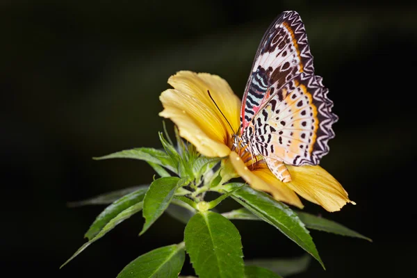 바둑의 나비는 노란색 alamanda 꽃, 별 plexippus에 — 스톡 사진