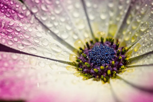 粉红色的花瓣上的水滴格柏雏菊花宏 — 图库照片