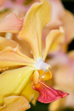 Sarı Vanda Tay Chay Yan Hybrib orkide 