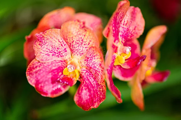 Цветок орхидеи Арада Саяна — стоковое фото