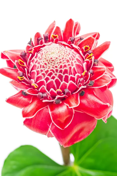 Close up tropical rosa tocha gengibre flor etlingera elatior iso — Fotografia de Stock