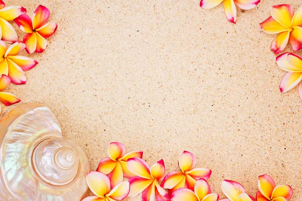 Sea shell en frangipani bloemen op zand, bovenaanzicht, zomer conce — Stockfoto