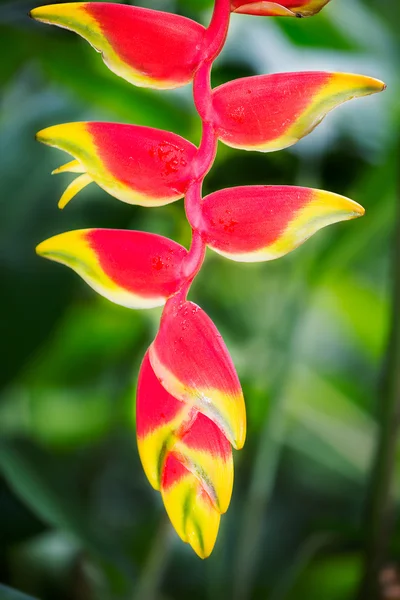 Fleur tropicale Heliconia sur fond vert — Photo