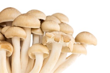 Beyaz Bunashimeji mashrooms, üzerinde beyaz izole