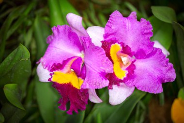 Mor, pembe ve sarı Cattleya hibrid orkide çiçek, yakın çekim,