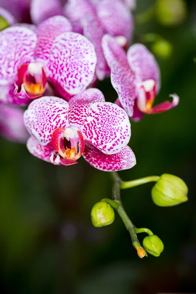 Flor híbrida da orquídea de Phalaenopsis, SDF — Fotografia de Stock