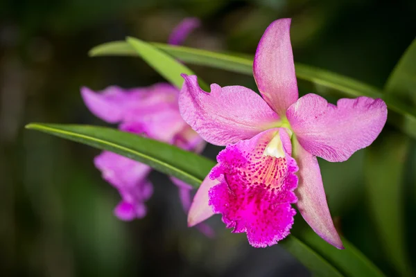 Pik et pourpre Cahuzacra Hanh Sang fleur d'orchidée sur fond sombre — Photo