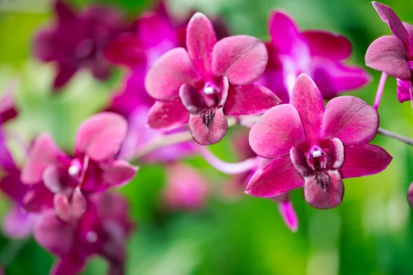 Dendrobium Hifikipunye Flor de orquídea de Pohamba, foco seletivo — Fotografia de Stock