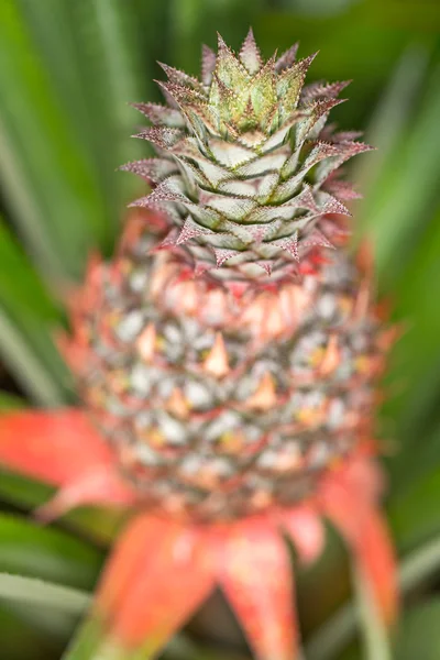 Culture de l'ananas en milieu naturel, plan rapproché, sélectif — Photo