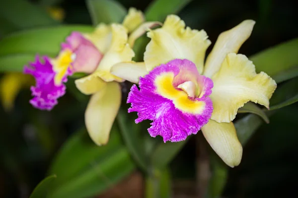 Flor híbrida de la orquídea de Cattleya amarilla y púrpura, primer plano, selec — Foto de Stock