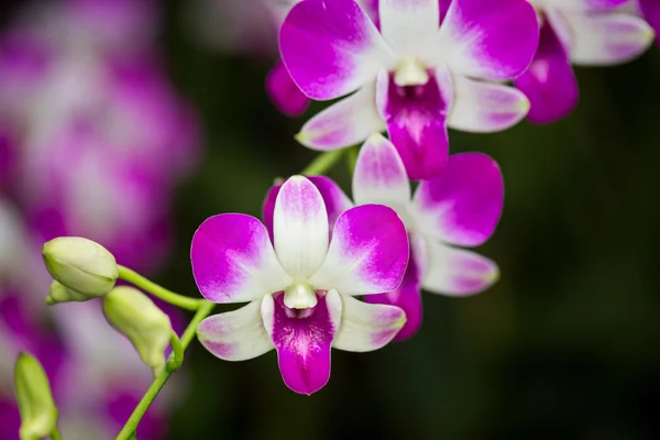 Denrobium flor húbrida de orquídea de vigor oriental — Fotografia de Stock