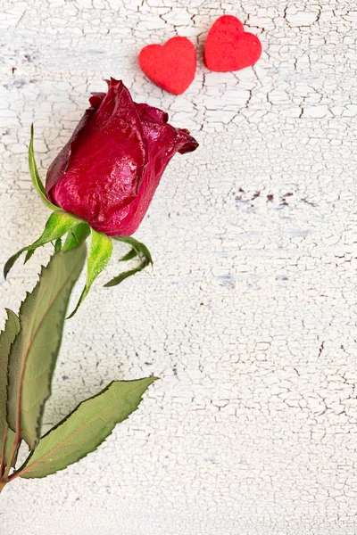 Rosa roja única con dos pequeñas galletas rojas en forma de corazón, en — Foto de Stock