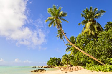 Hindistan cevizi hurma ağacı Mahe Island, Seyşeller kum plajındaki