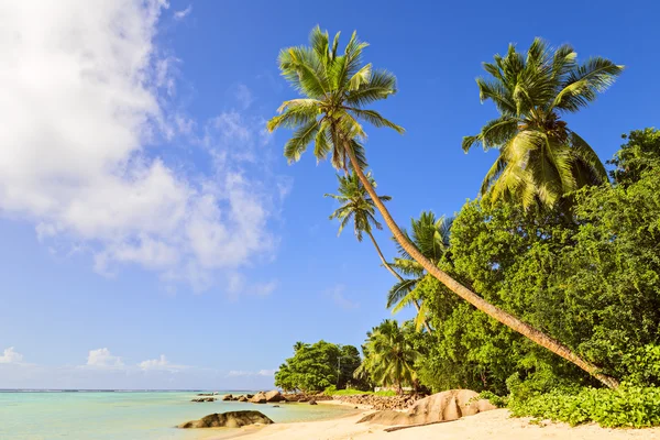 Palmeira de coco na praia de areia na ilha de Mahe, Seychelles — Fotografia de Stock