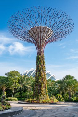 Singapur 'un körfezindeki Gardens' ta yükselen bir süper ağaç, açık mavi gökyüzüne karşı karmaşık metal yapısı ile yemyeşil ile kaplı. Dikey bileşim.