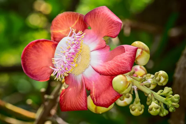 Flor de árbol de bala de cañón (Couroupita guiata ) — Foto de Stock