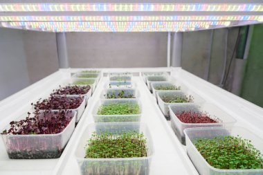 Çeşitli mikroyeşiller, kapalı bir ortamda renkli LED lambalarla aydınlatılan temiz plastik kaplarda yetiştiriliyor.