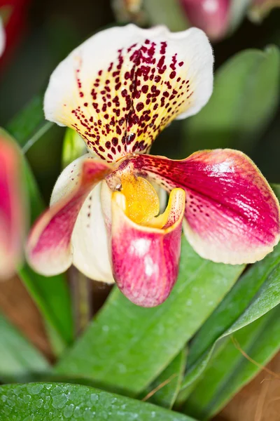 Flor híbrida de la orquídea de Paphiopedilum — Foto de Stock