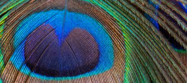 Tavus kuşu tüyü yakın çekim, makro